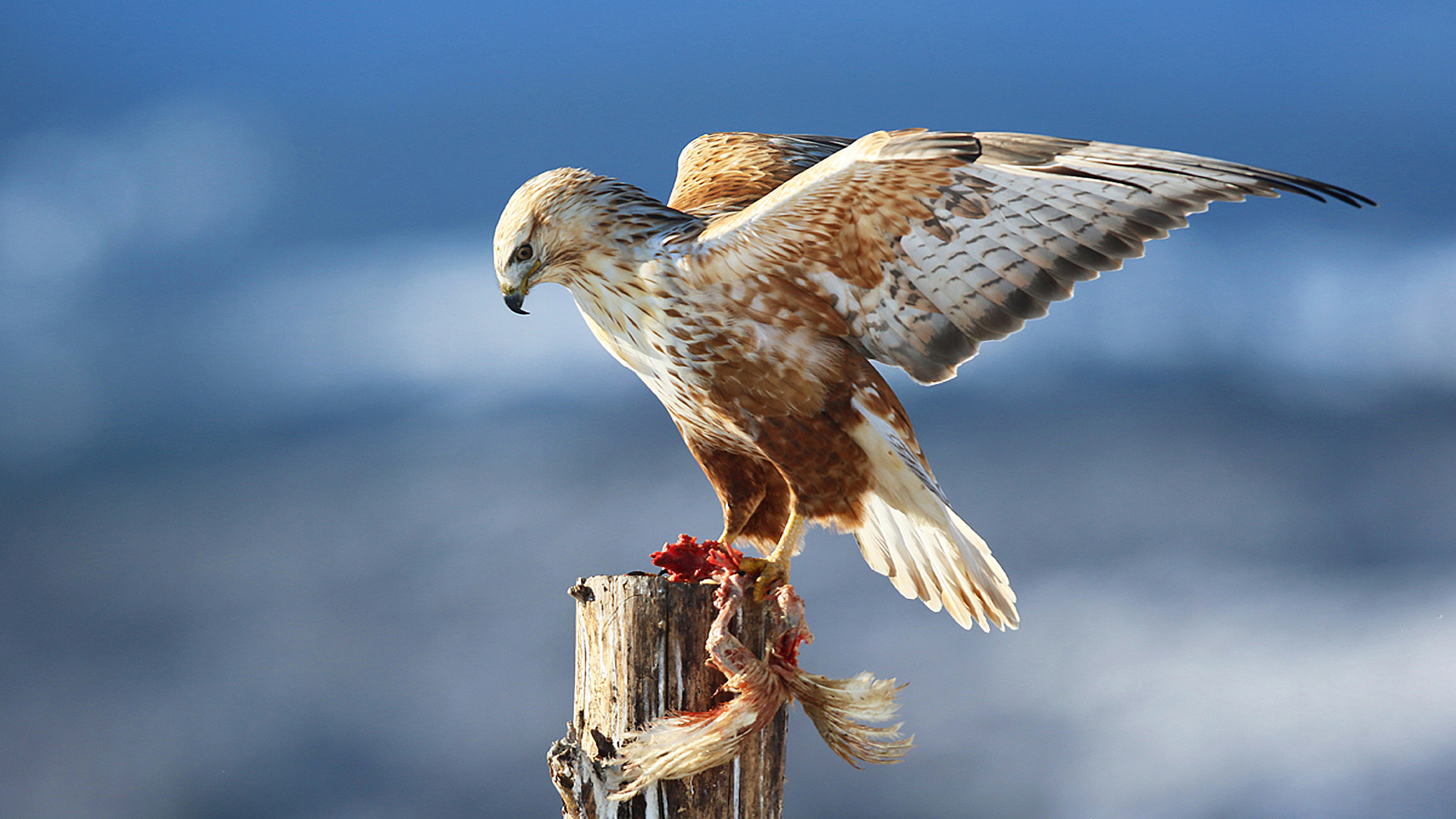 Long-legged Buzzard